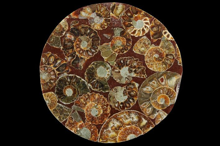 Composite Plate Of Agatized Ammonite Fossils #107211